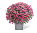 Chrysanthemenbusch im Angebot bei Penny-Markt in Esslingen Chrysanthemenbusch Angebote bei Penny-Markt Esslingen für 3,99 €