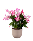 Cactus de Noël "Schlumbergera" - Lidl à Nantes Cactus de Noël "Schlumbergera" en promo chez Lidl Nantes à 1,99 €