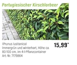 Aktuelles Portugiesischer Kirschlorbeer Angebot bei OBI in Hamburg ab 15,99 €