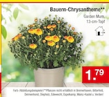Zimmermann Brake - Bauern-Chrysantheme Angebot im Prospekt Bauern-Chrysantheme bei Zimmermann im Brake Prospekt für 1,79 €