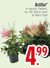 Astilbe von  im aktuellen EDEKA Prospekt für 4,99 €