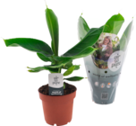 BANANIER MUSA - SANS MARQUE en promo chez Auchan Hypermarché Poitiers à 5,99 €