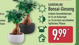 Bonsai-Ginseng von Gardenline für 9,99 € bei ALDI Nord im Angebot Bonsai-Ginseng von Gardenline im aktuellen ALDI Nord Prospekt