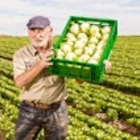 Kaufland Bad Windsheim - Dtsch. Eisbergsalat Angebot im Prospekt Dtsch. Eisbergsalat bei Kaufland im Bad Windsheim Prospekt für 0,69 €