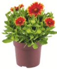 Stauden im Angebot bei toom Baumarkt in Grevenbroich Stauden Angebote bei toom Baumarkt Grevenbroich für 3,99 €