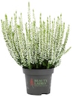 Besenheide im Angebot bei REWE in Soest Besenheide Angebote bei REWE Soest für 1,49 €