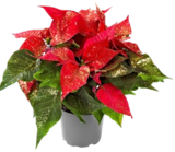 Angebot im Kaufland Albstadt Prospekt Kaufland Albstadt Prospekt mit im Angebot für 2,49 €