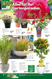 Aktueller BayWa Bau- und Gartenmärkte Prospekt mit Bambus, "Mediterrane Eleganz", Seite 6