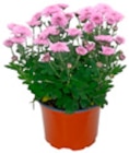 Chrysantheme von Gardenline für 1,49 € bei ALDI Nord im Angebot Chrysantheme von Gardenline im aktuellen ALDI Nord Prospekt