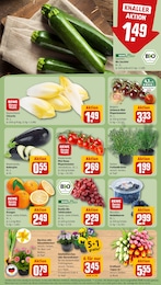 Blumen Angebot & Preis im aktuellen REWE Prospekt Blumen Angebot im aktuellen REWE Prospekt auf Seite 9