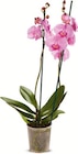 Orchideen bei Netto Marken-Discount im Prospekt "" für 3,99 €