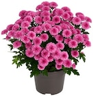 Aktuelle Chrysantheme Angebote bei REWE in Hannover Aktuelles Chrysantheme »Jellyfish« Angebot bei REWE in Hannover ab 2,49 €