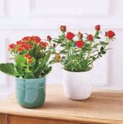 Rosier en promo chez Super U Metz à 4,99 €