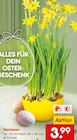 Narzissen  im aktuellen Netto Marken-Discount Prospekt für 3,99 €