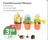Fleischfressende Pflanzen im Angebot bei V-Markt in Augsburg Fleischfressende Pflanzen Angebote bei V-Markt Augsburg für 3,99 €