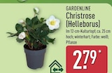 Christrose (Helleborus) Angebote von Gardenline bei ALDI Nord Peine für 2,79 €