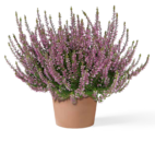 Knospenheide im OBI Prospekt Knospenheide von GardenGirls im aktuellen OBI Prospekt für 1,79 €