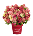 Aktuelle Hortensie Angebote bei Hagebaumarkt in München Aktuelles Rispenhortensie „Groundbreaker“ Angebot bei Hagebaumarkt in München ab 19,99 €