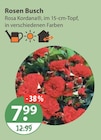 Rosen Busch von  im aktuellen V-Markt Prospekt für 7,99 €