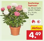 Zweifarbige Topfrosen von  im aktuellen Netto Marken-Discount Prospekt für 4,49 €