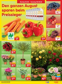 Hortensie im Netto Marken-Discount Prospekt "Aktuelle Angebote" mit 49 Seiten (Dresden)
