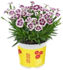 Blühpflanze Angebote bei Kaufland Halle für 2,22 €