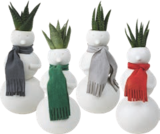 Succulente ou Tillandsia dans le catalogue Aldi