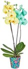 Orchidee im Angebot bei Kaufland in Gronau Orchidee Angebote bei Kaufland Gronau für 10,99 €