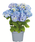 Bauernhortensie im Angebot bei toom Baumarkt in Hoyerswerda Bauernhortensie Angebote bei toom Baumarkt Hoyerswerda für 12,99 €