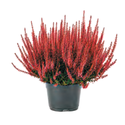 Calluna „Beauty Ladies“