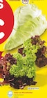 Salat mit Wurzelballen im Netto Marken-Discount Prospekt Salat mit Wurzelballen  im aktuellen Netto Marken-Discount Prospekt für 1,00 €