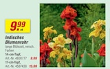 Indisches Blumenrohr  im aktuellen toom Baumarkt Prospekt für 9,99 €