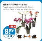 Schmetterlingsorchidee bei V-Markt im Prospekt "" für 8,99 €