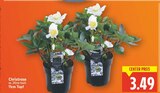 Christrose im Angebot bei E center in Falkensee Christrose Angebote bei E center Falkensee für 3,49 €
