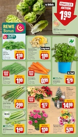 Ähnliche Angebote wie Zitronenbaum im Prospekt "Dein Markt" auf Seite 7 von REWE in Wunstorf