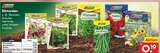 Sämereien im Angebot bei Netto Marken-Discount in Solingen Sämereien Angebote von Kiepenkerl bei Netto Marken-Discount Solingen für 0,19 €