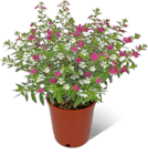 Scheinmyrthe Angebote bei REWE Greifswald für 2,29 €