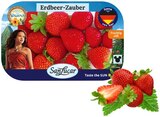 Erdbeeren im Angebot bei REWE in Filderstadt Erdbeeren Angebote von SanLucar bei REWE Filderstadt für 2,99 €