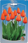 Tulpenzwiebeln im Angebot bei Wreesmann in Zwickau Tulpenzwiebeln Angebote bei Wreesmann Zwickau für 1,99 €