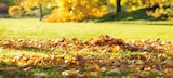 Bio Herbst-Rasendünger von Compo für 24,99 € bei Globus-Baumarkt im Angebot Bio Herbst-Rasendünger von Compo im aktuellen Globus-Baumarkt Prospekt
