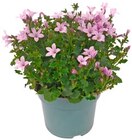 Glockenblume Ambella im Angebot bei REWE in Langenfeld Glockenblume Ambella Angebote von REWE Beste Wahl bei REWE Langenfeld für 3,49 €