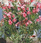 Laurier-rose en promo chez Super U Metz à 19,90 €