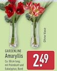 Amaryllis im ALDI Nord Prospekt Amaryllis von Gardenline im aktuellen ALDI Nord Prospekt für 2,49 €