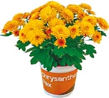 Chrysanthemen Spezial Mix im Netto mit dem Scottie Prospekt Chrysanthemen Spezial Mix im aktuellen Netto mit dem Scottie Prospekt für 1,69 €