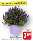 Glockenblumen im Angebot bei E center in Neustadt Glockenblumen Angebote bei E center Neustadt für 2,49 €