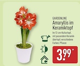 Amaryllis im Keramiktopf im ALDI Nord Prospekt Amaryllis im Keramiktopf von GARDENLINE im aktuellen ALDI Nord Prospekt für 3,99 €
