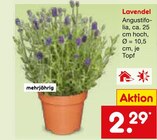 Lavendel Angustifolia Angebote bei Netto Marken-Discount Münster für 2,29 €