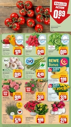 Blumen Angebot & Preis im aktuellen REWE Prospekt Blumen Angebot im aktuellen REWE Prospekt auf Seite 7