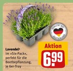 Lavendel Angebote bei REWE Mülheim für 6,99 €