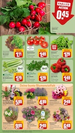 Bio Gemüse Angebot im aktuellen REWE Prospekt auf Seite 7